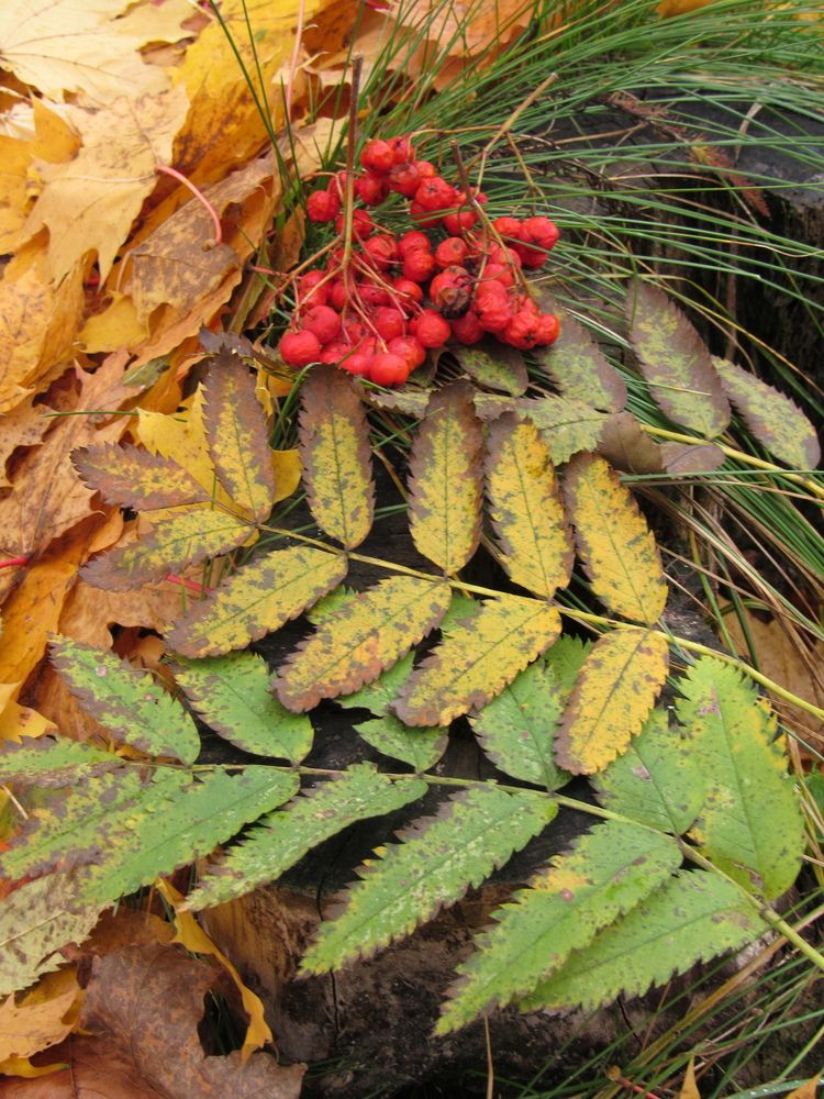 Photograph by Евгений Щипин