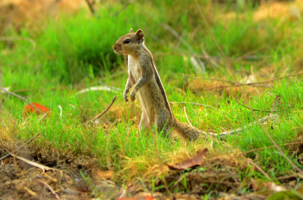 Photograph by Rajesh Kumar