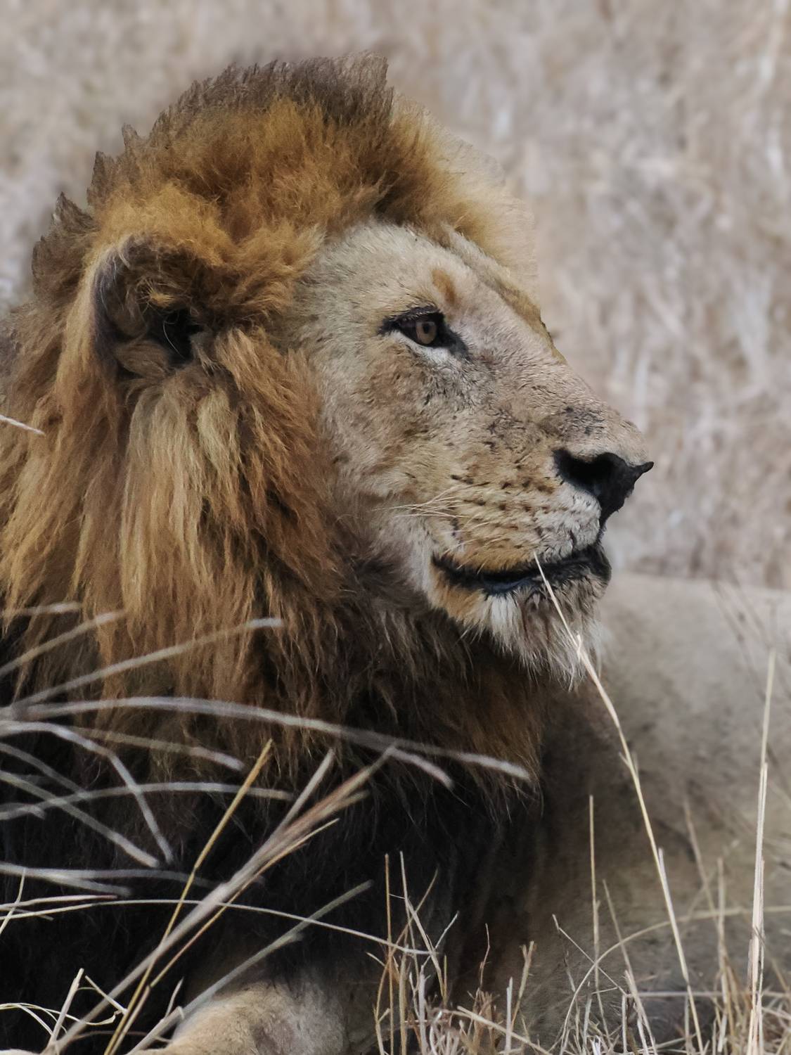 Фотография #12710816