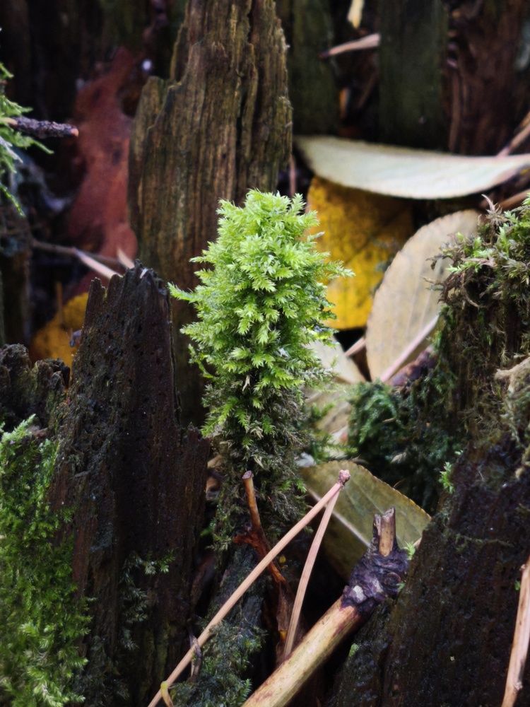 Photograph by Зимфира Хазиева