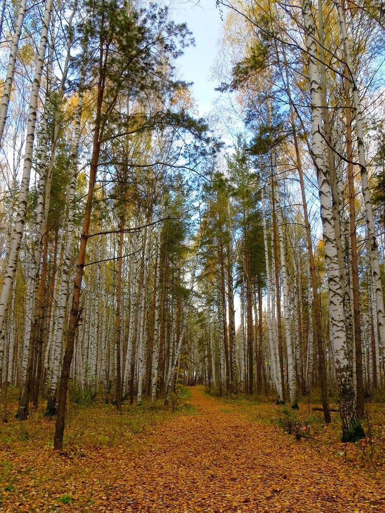 Осенними дорожками