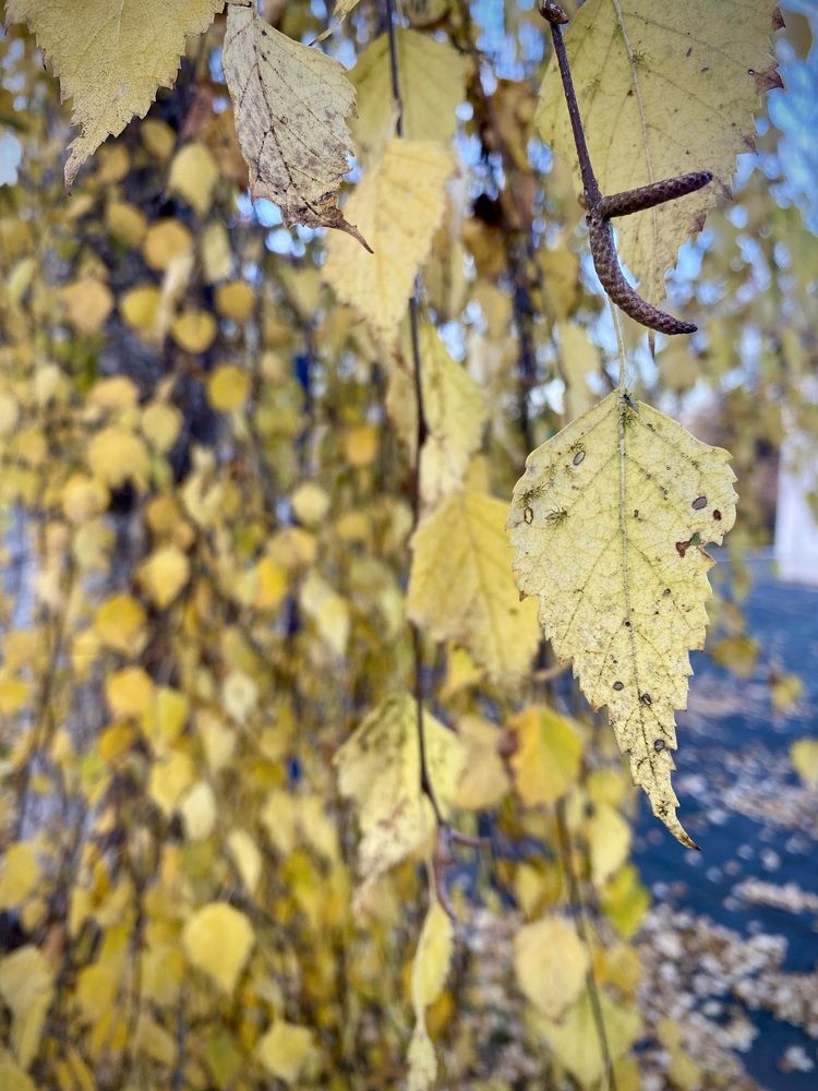 Photograph by Олеся Чистова