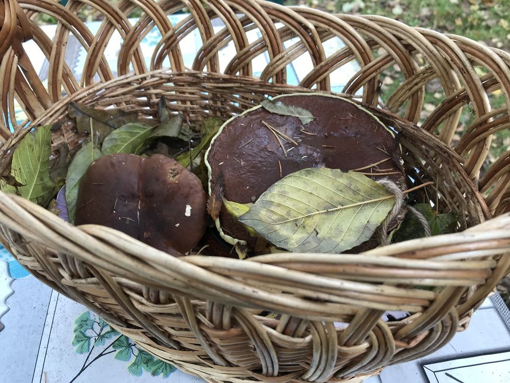 Photograph by Надежда Ткаченко