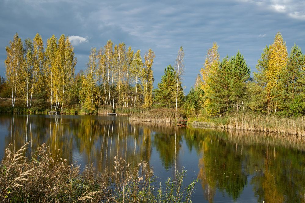 Танец берёз и воды