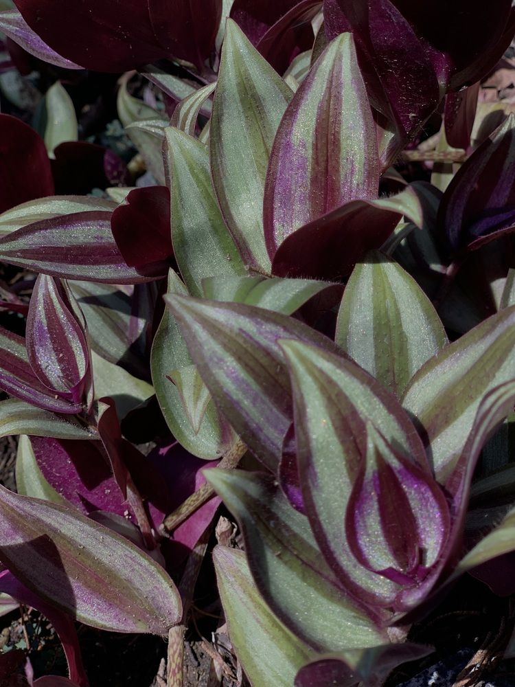 Photograph by Anna Poponina