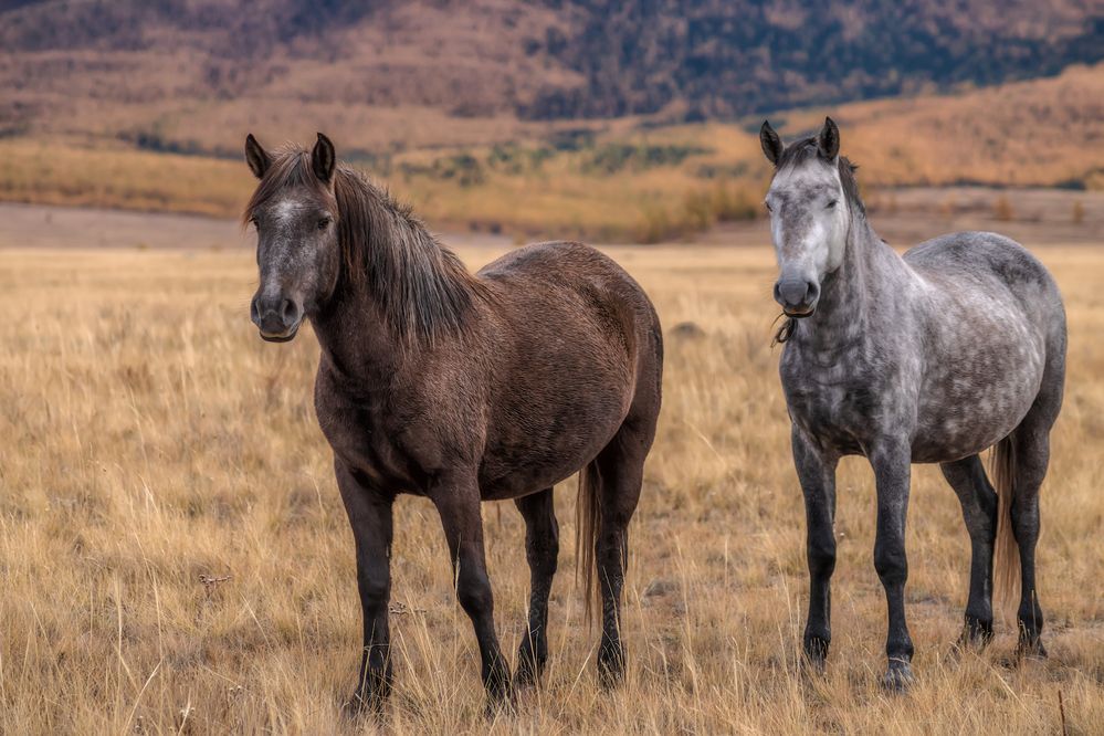 Хозяева степи