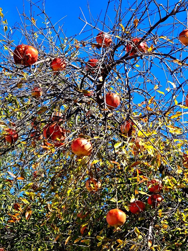 Фотография автора Ирина Кокшарова