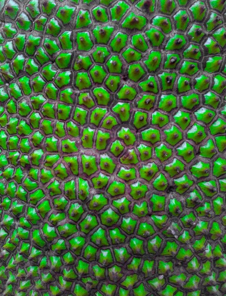 Фотография автора  Laddu Sasindu Pramuditha De Silva