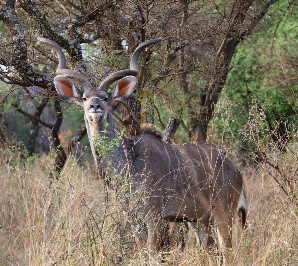 Sondela