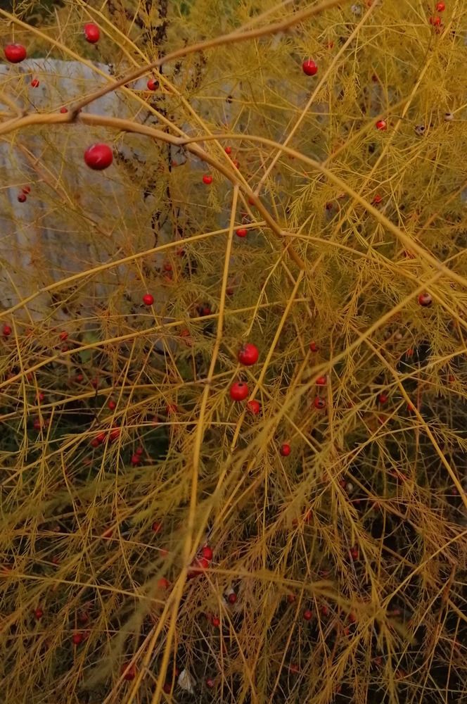 Photograph by Светлана Семакина