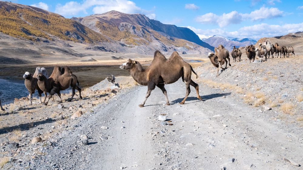 Photograph by Владимир Коровин