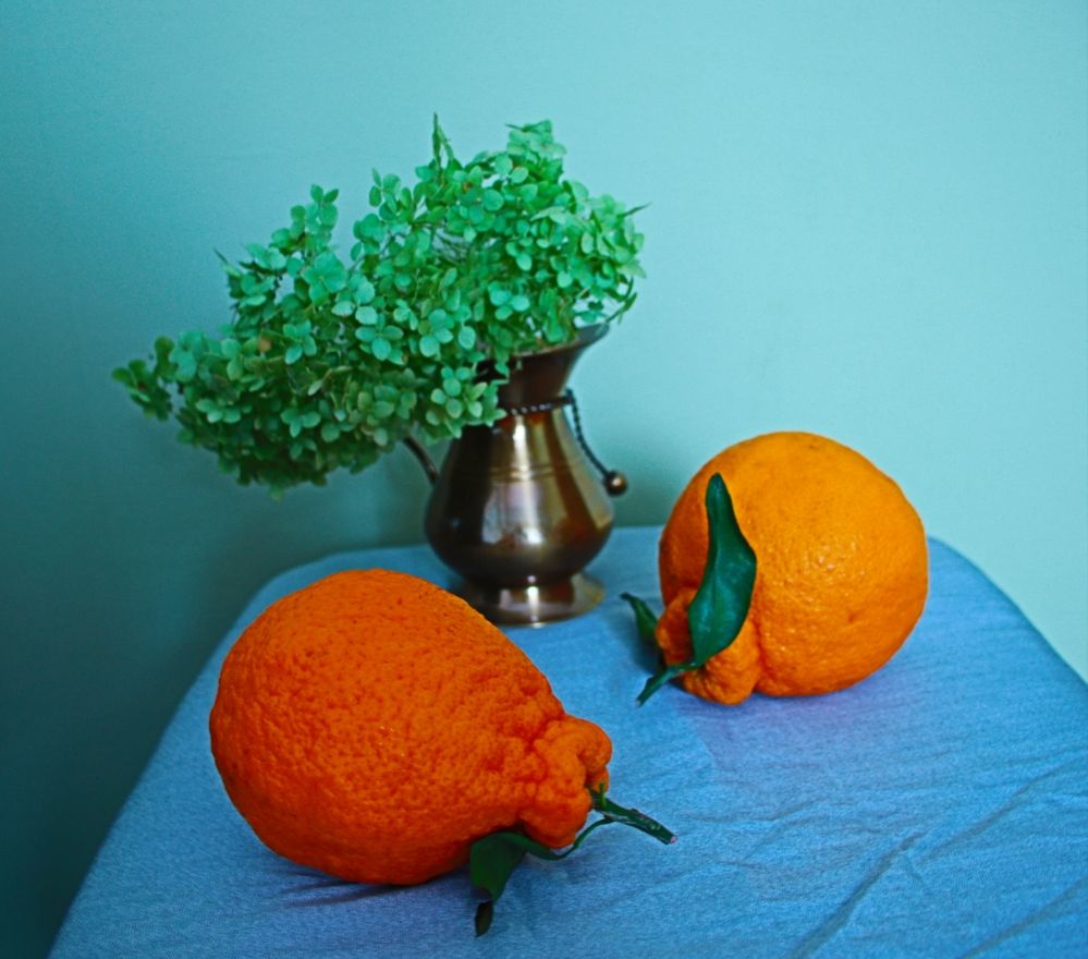 Photograph by Nadin Gaaze