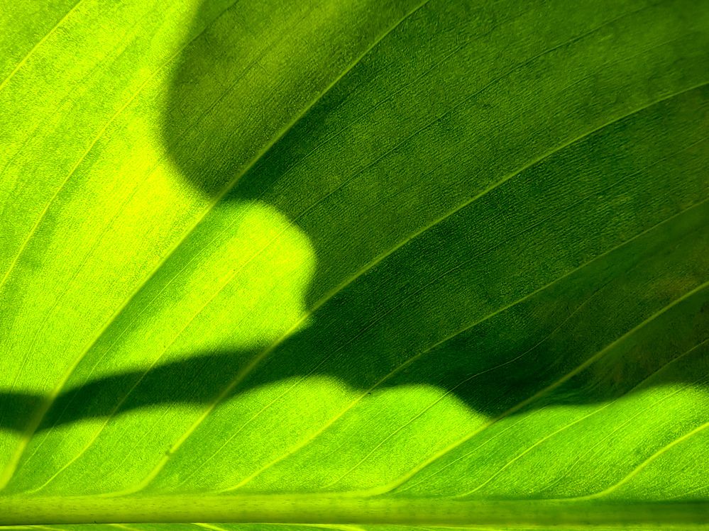 Photograph by Марина Корреа Ластра