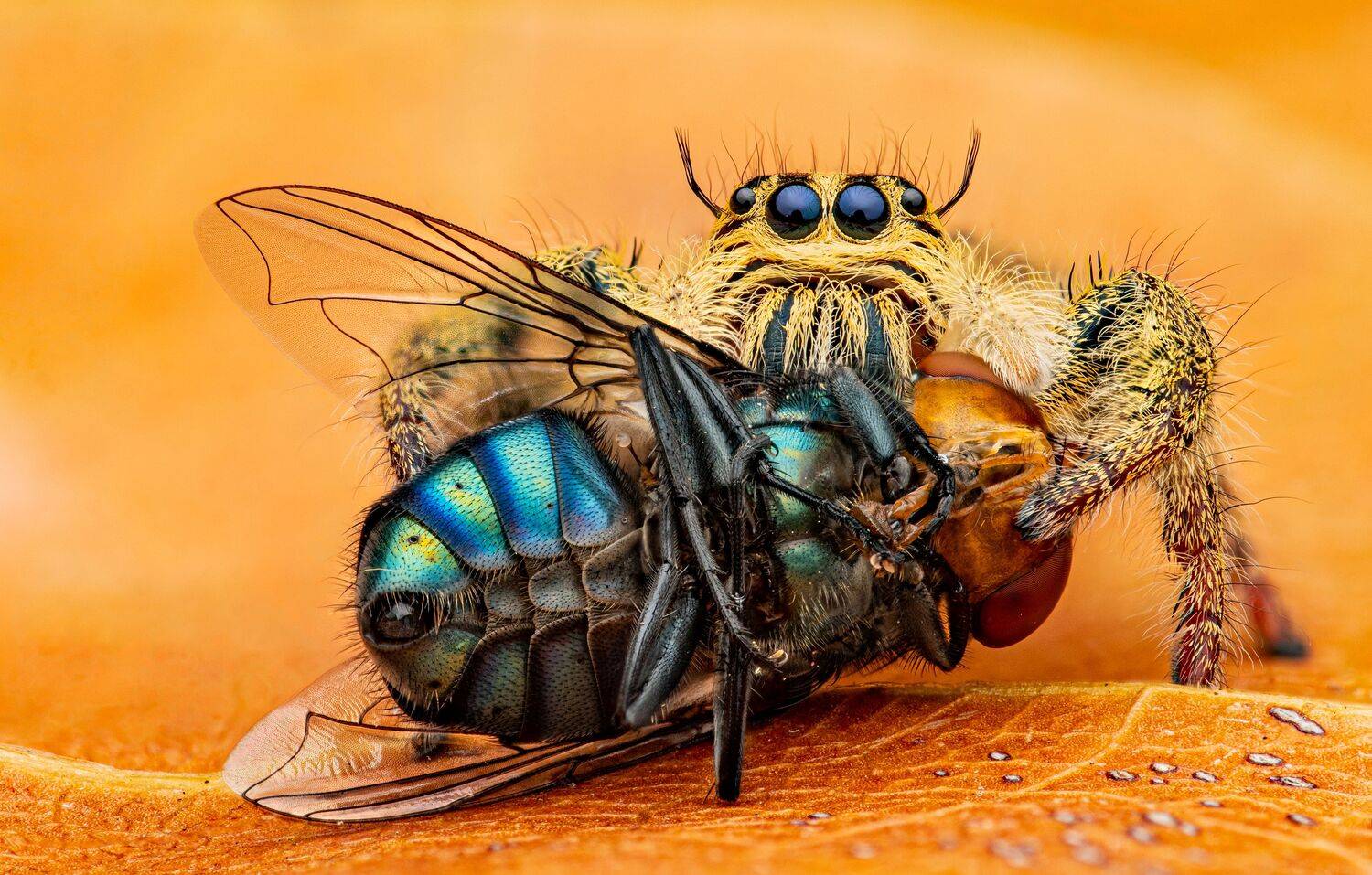 Фотография #12713412