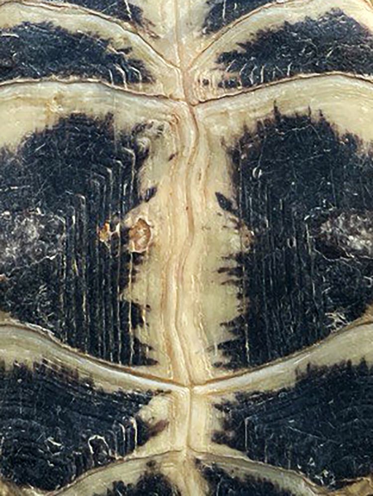 Фотография автора Максим Мухин