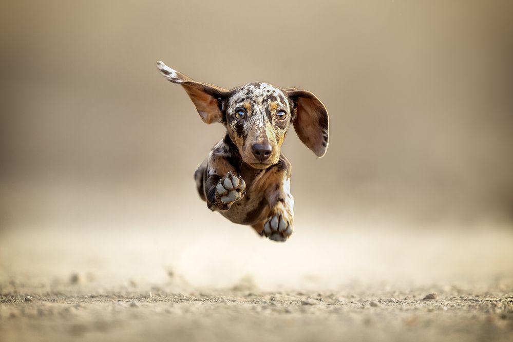 Photograph by Alessandro Grandoni