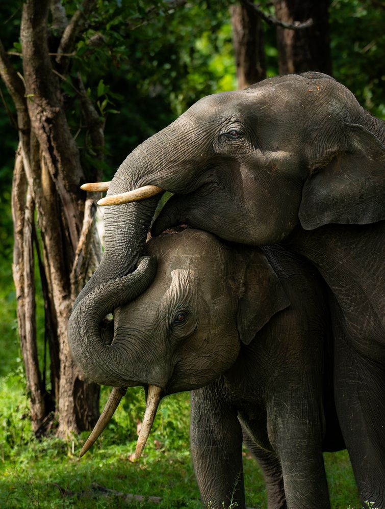 Photograph by Anandhu M