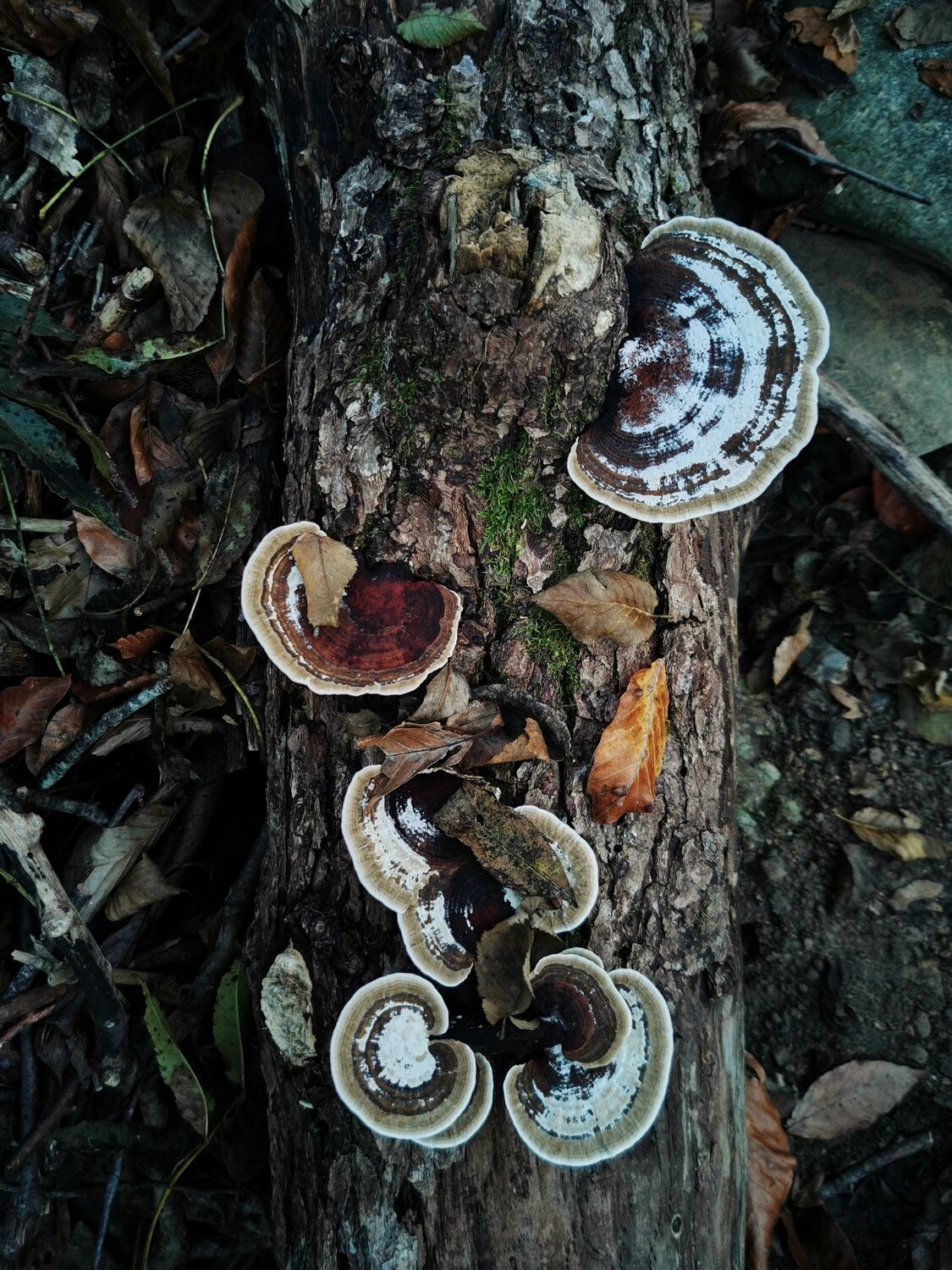 Photo #12714055