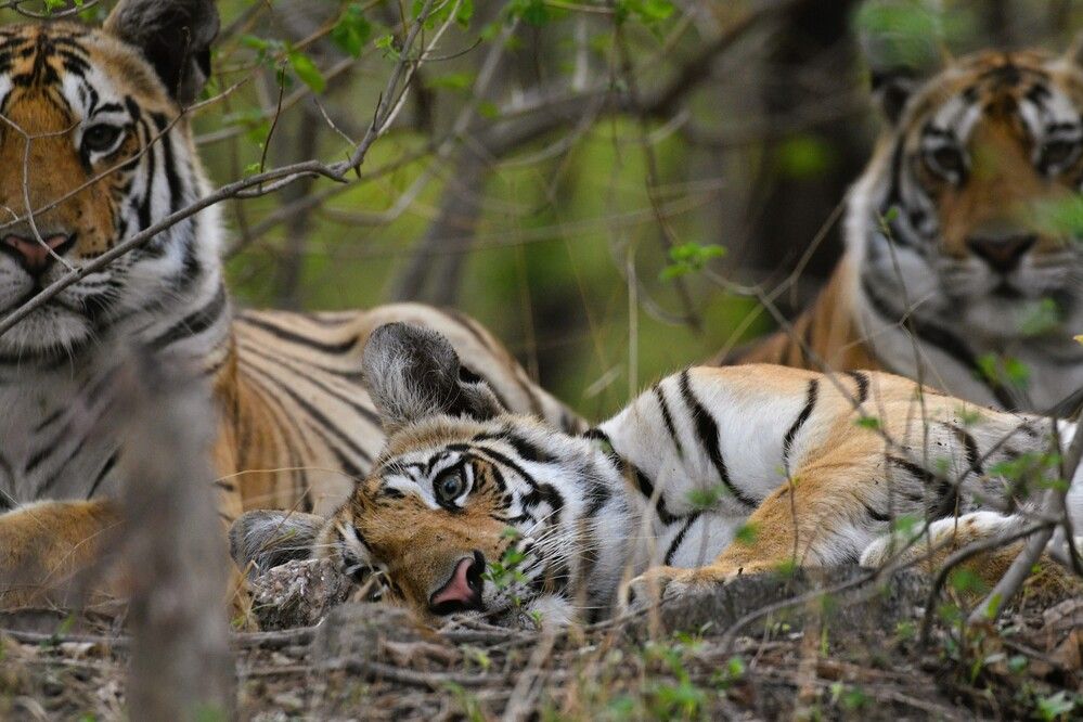 Photograph by Preet saluja