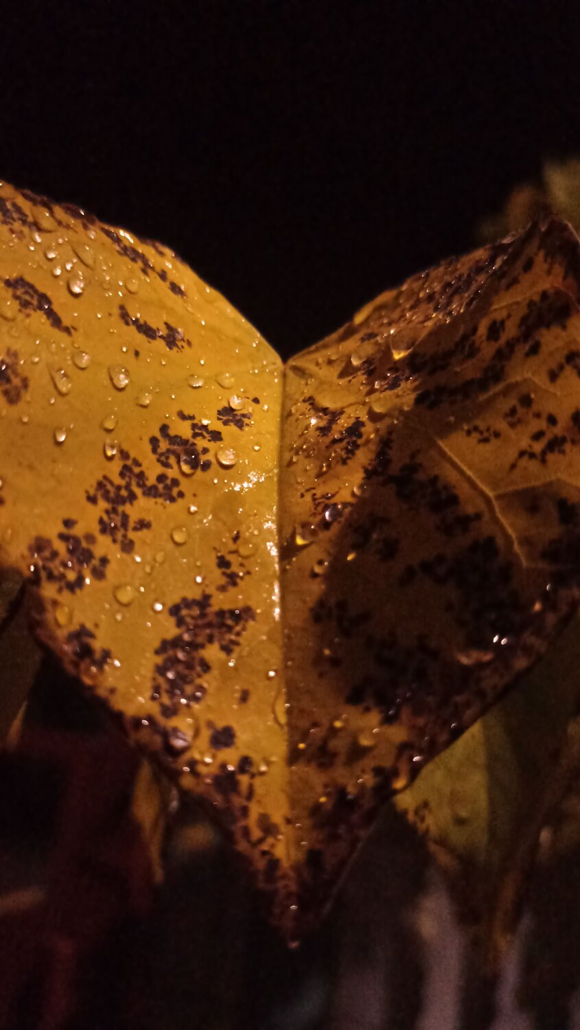 Photo #12714250