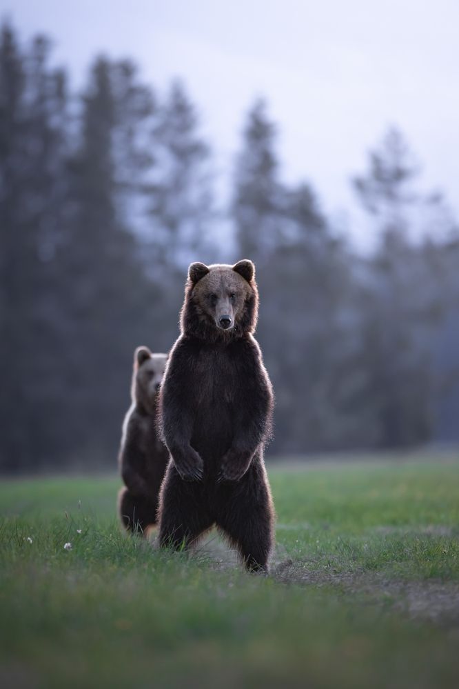 Brown Bear