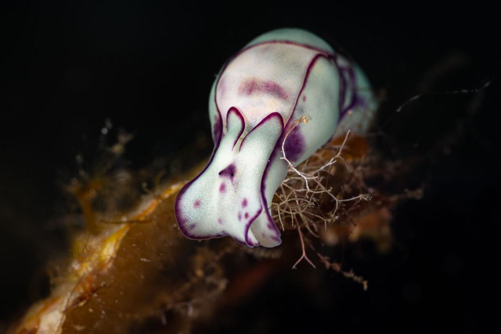 Lamprohaminoea ovalis