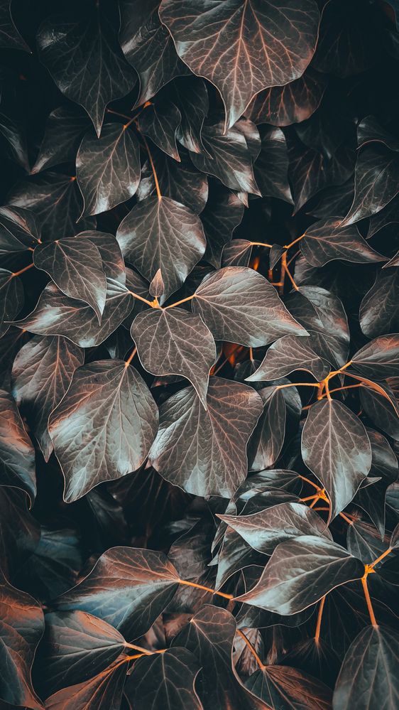 Photograph by Magic Helios