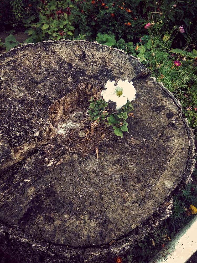 Photograph by Алексей Трифонов