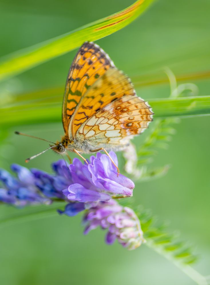 Photograph by Александра Плискова