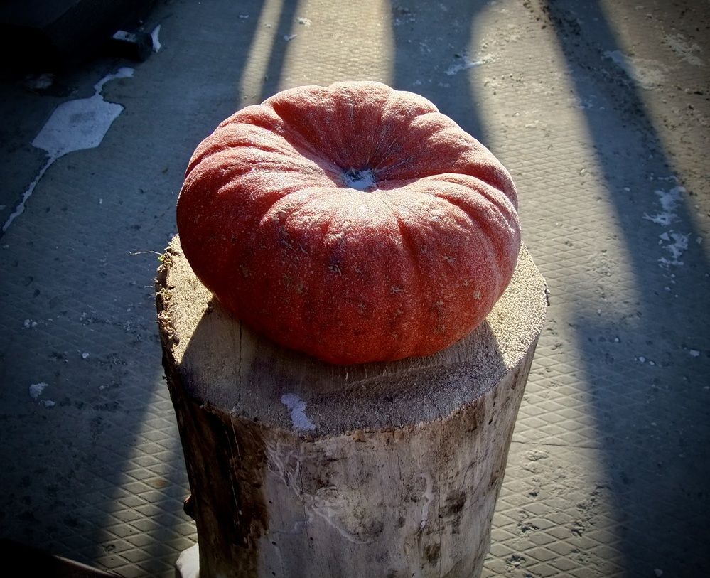 Photograph by Татьяна Шитлина