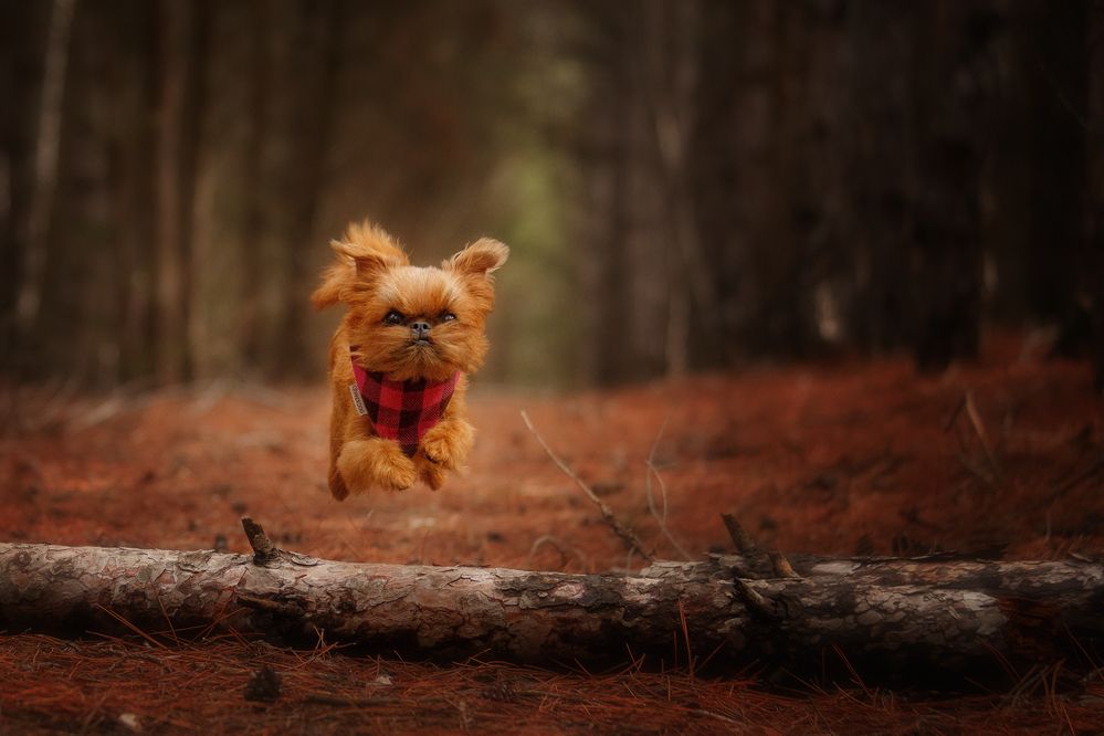 Полёт гриффона