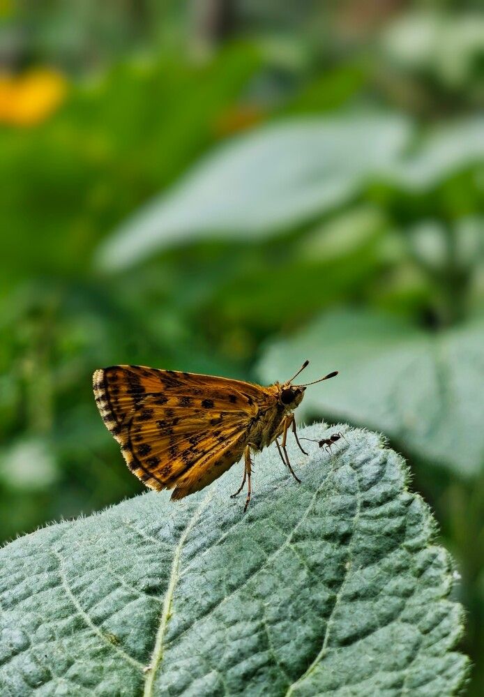 Photograph by Rajnewton Sonowal