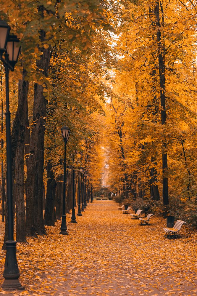 Фотография автора Светлана Шведова