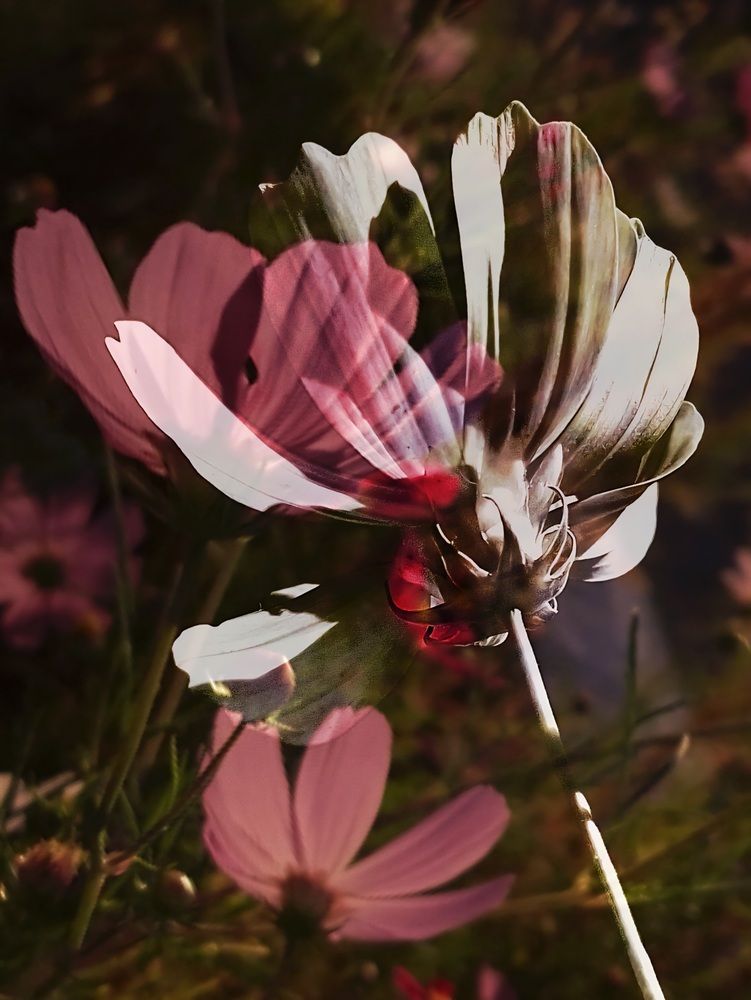 Photograph by Elena Safarova
