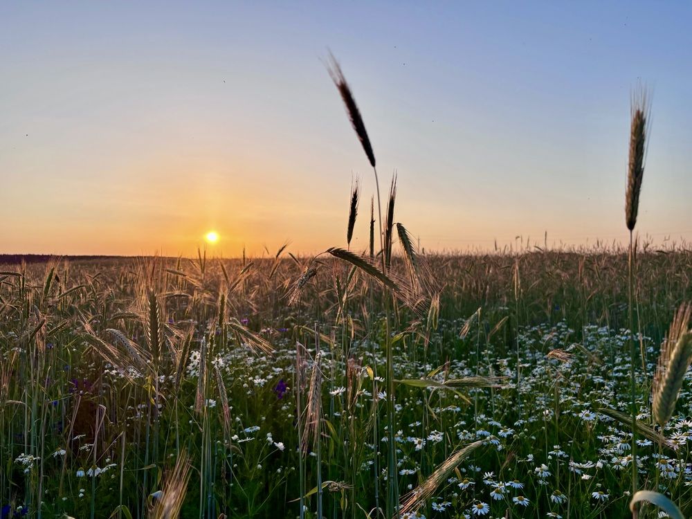 Photograph by Halina Mitsevich