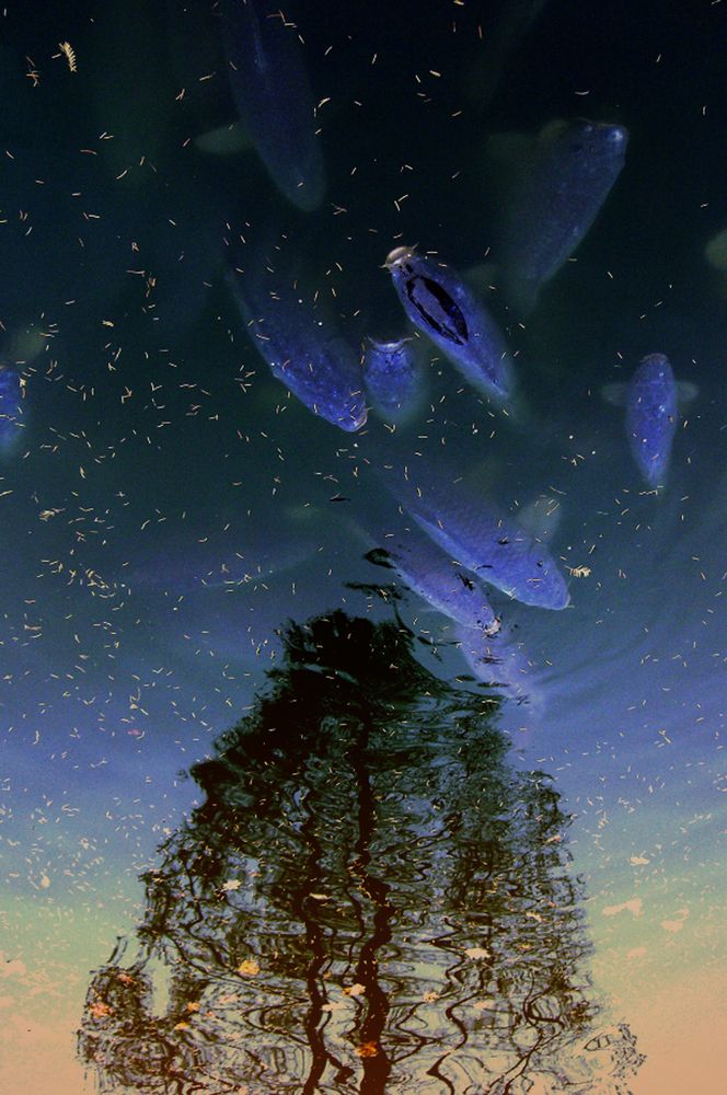 Фотография автора Meer GHERSBERG