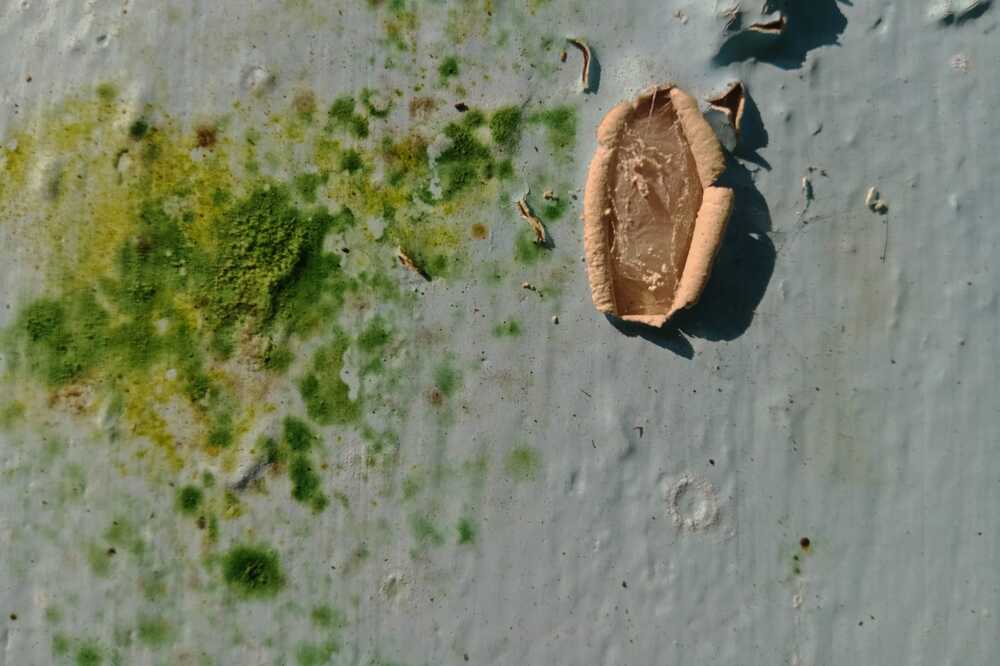 Photograph by Mohammd Asadurjaman Aslam Molla