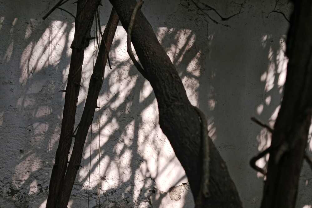 Photograph by Mohammd Asadurjaman Aslam Molla