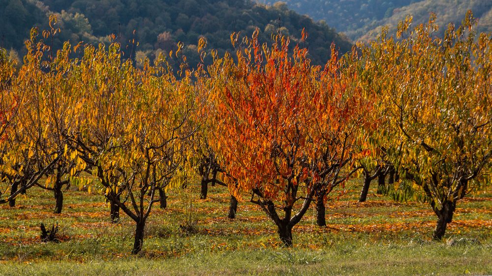 Фотография автора Вадим Топычканов