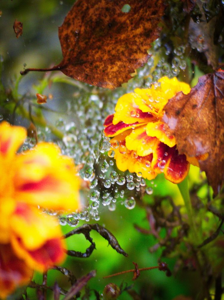 Фотография автора Юрий Кольцов