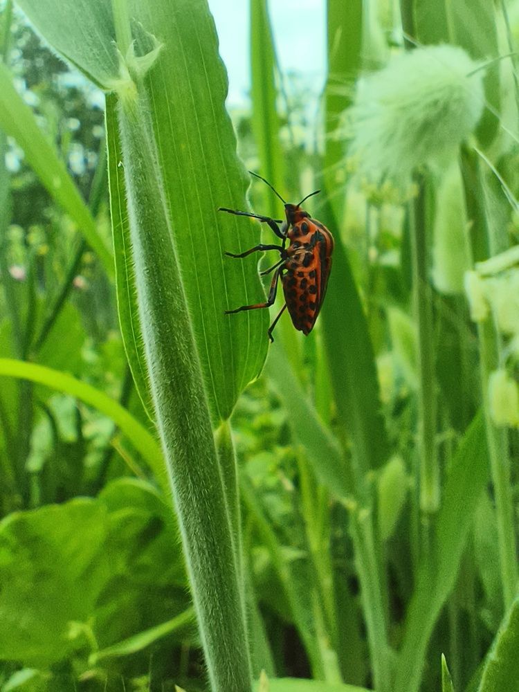 Photograph by Halina Basyanok