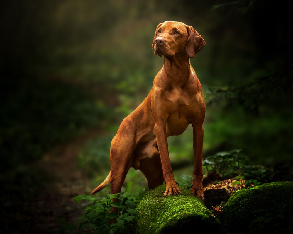 Wonder in the forest
