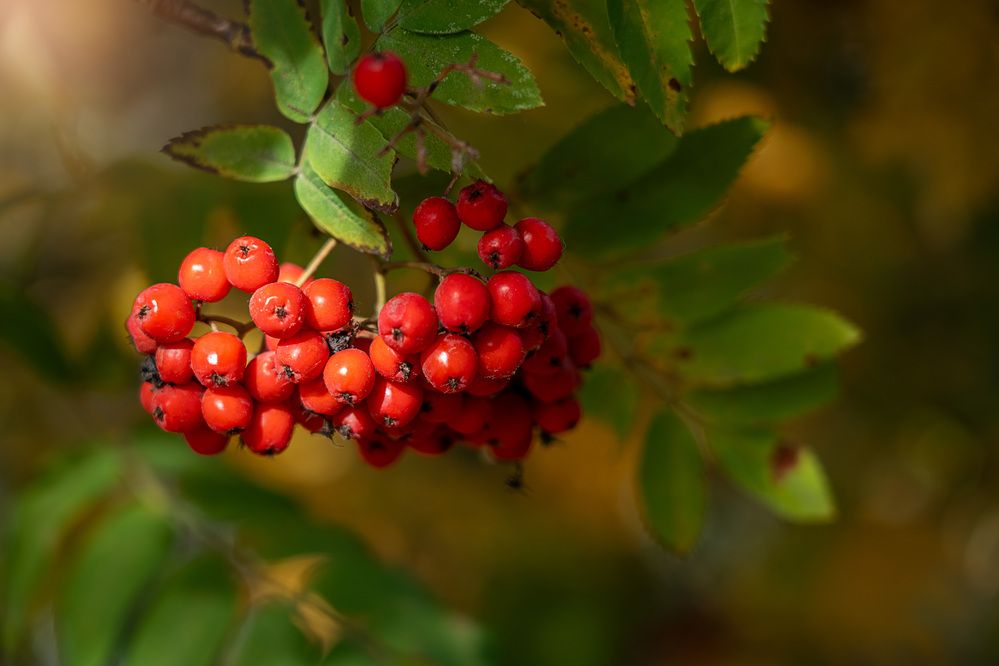 Photograph by Светлана Волкова