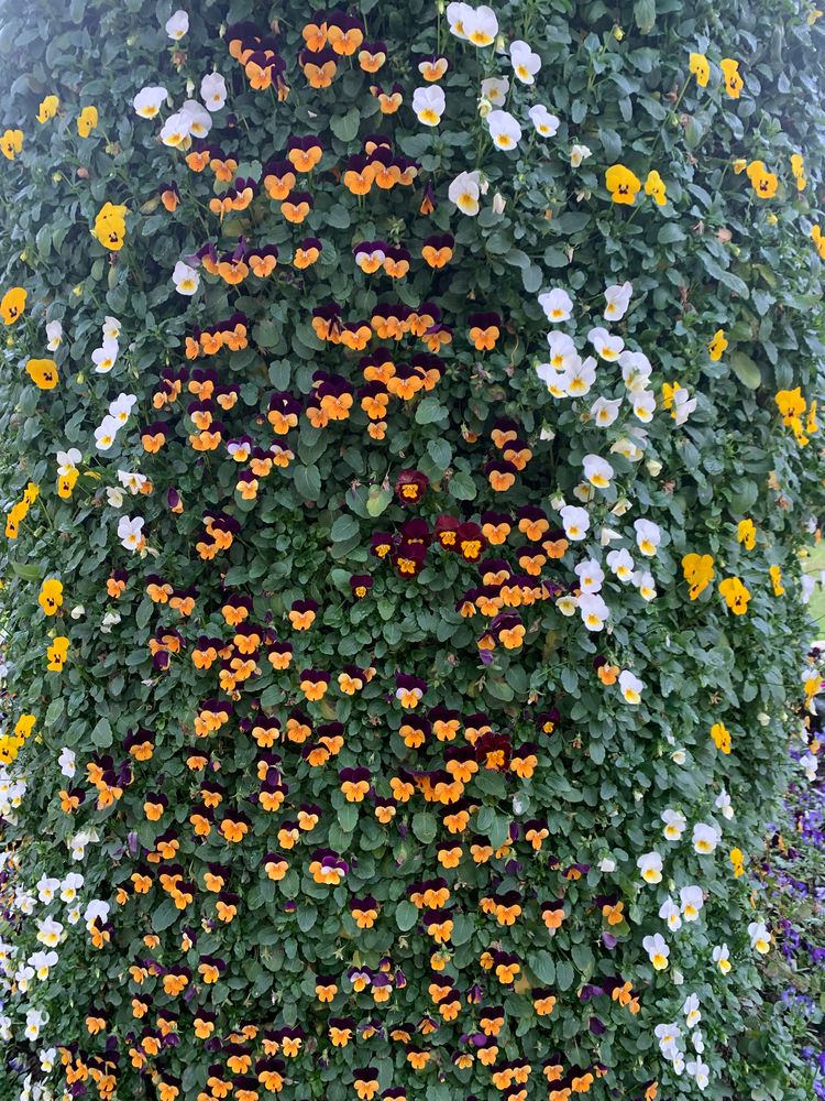 Анютины глазки как бабочки