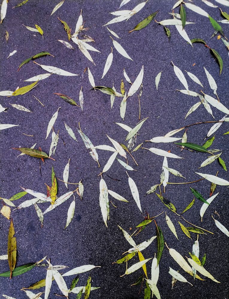 Photograph by Александр Бастраков