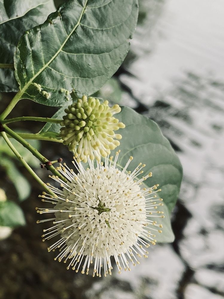 Фотография автора Olga Andriuc