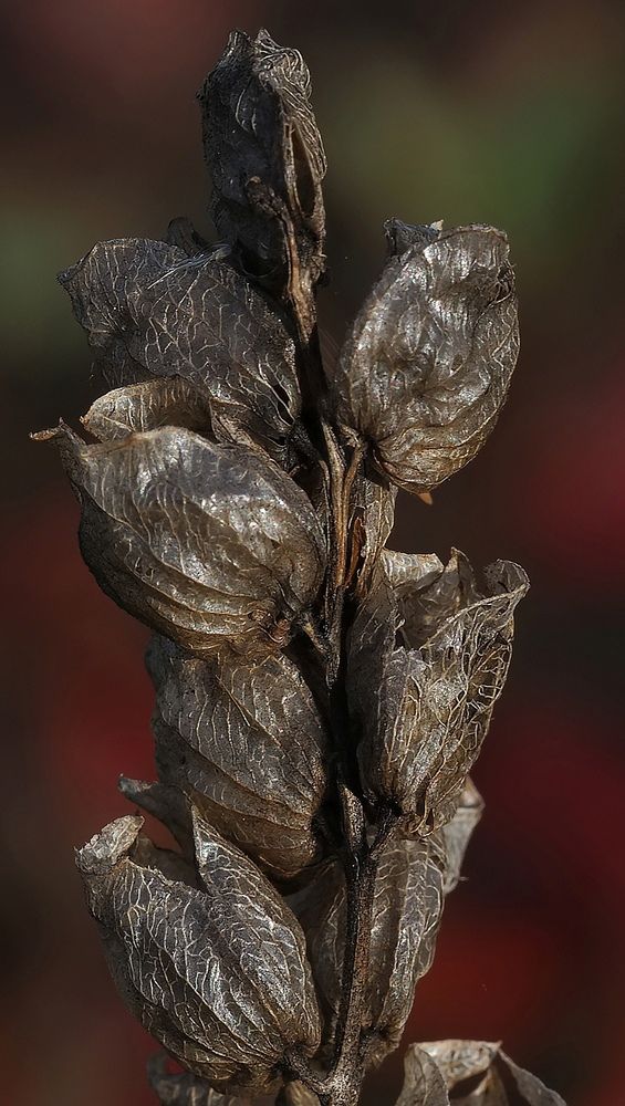 Photograph by Духанин Сергей