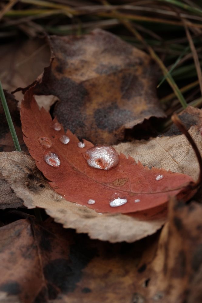 Photograph by Яна Бойко