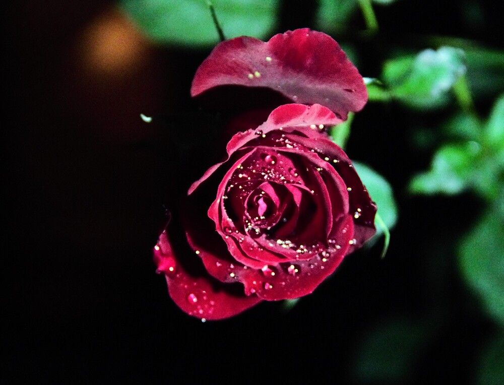 Photograph by Tina Domingos