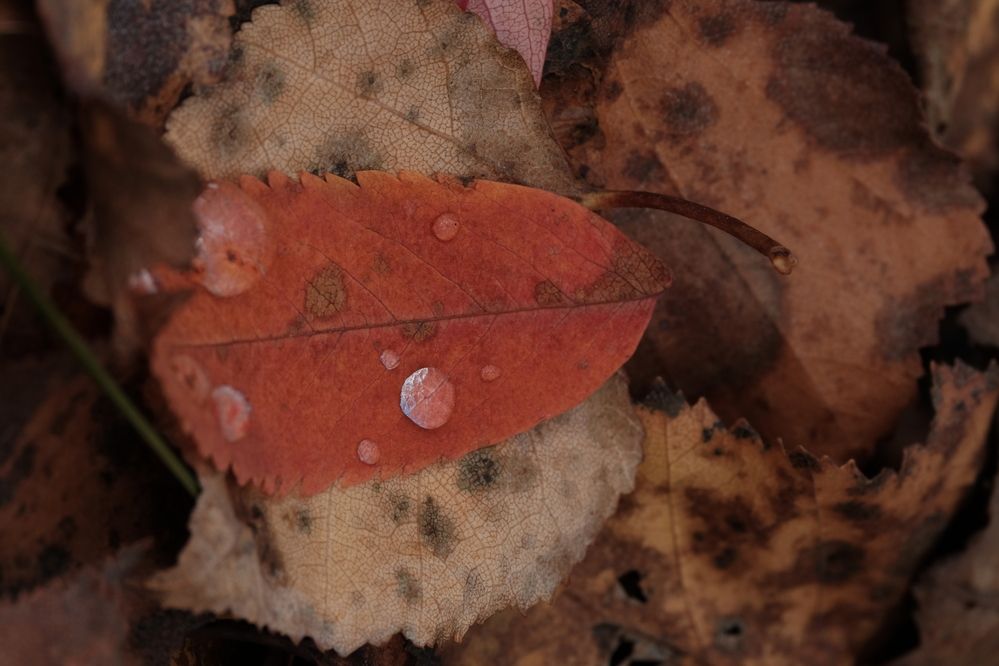 Photograph by Яна Бойко